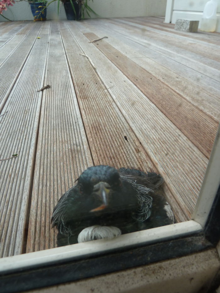 Nz Tui Bird Licking My Glass Door. It Flew Away After A Minute, Like "what Was I Doing?!"