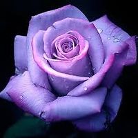 rachel_scroccaro avatar