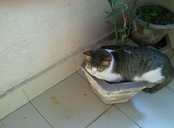 Very Own Little Potted Plant Supervisor!