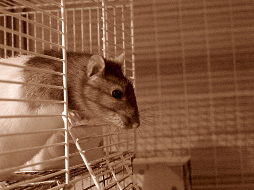 Pancake Waiting For A Pancake