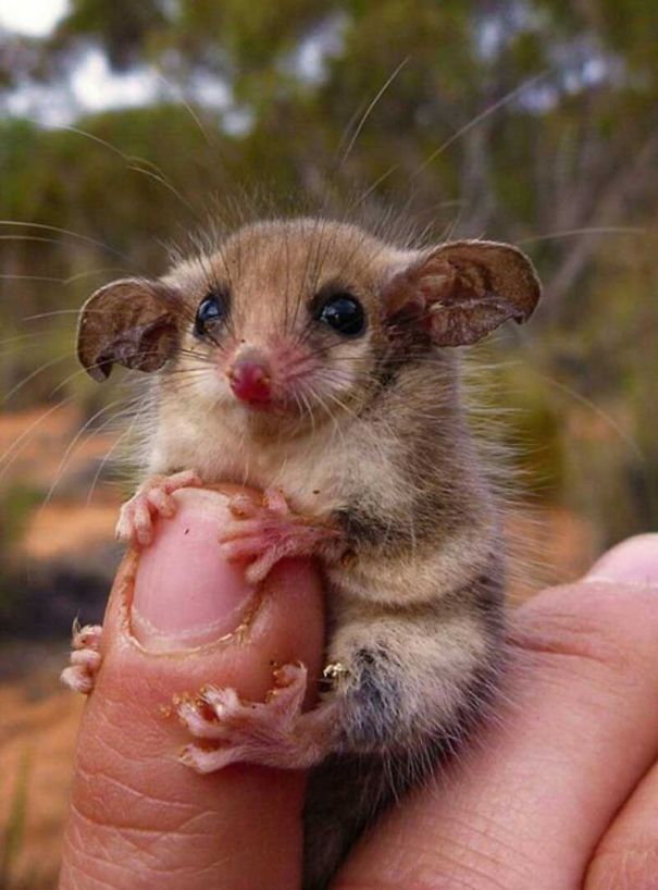 Baby Western Pygmy Possum