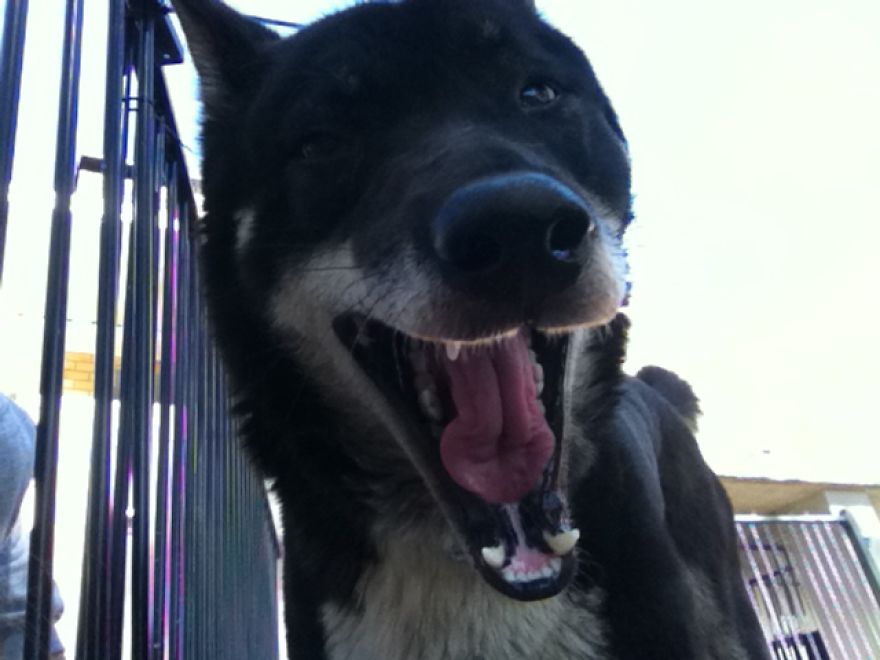 What It's Like Living With A Dingo