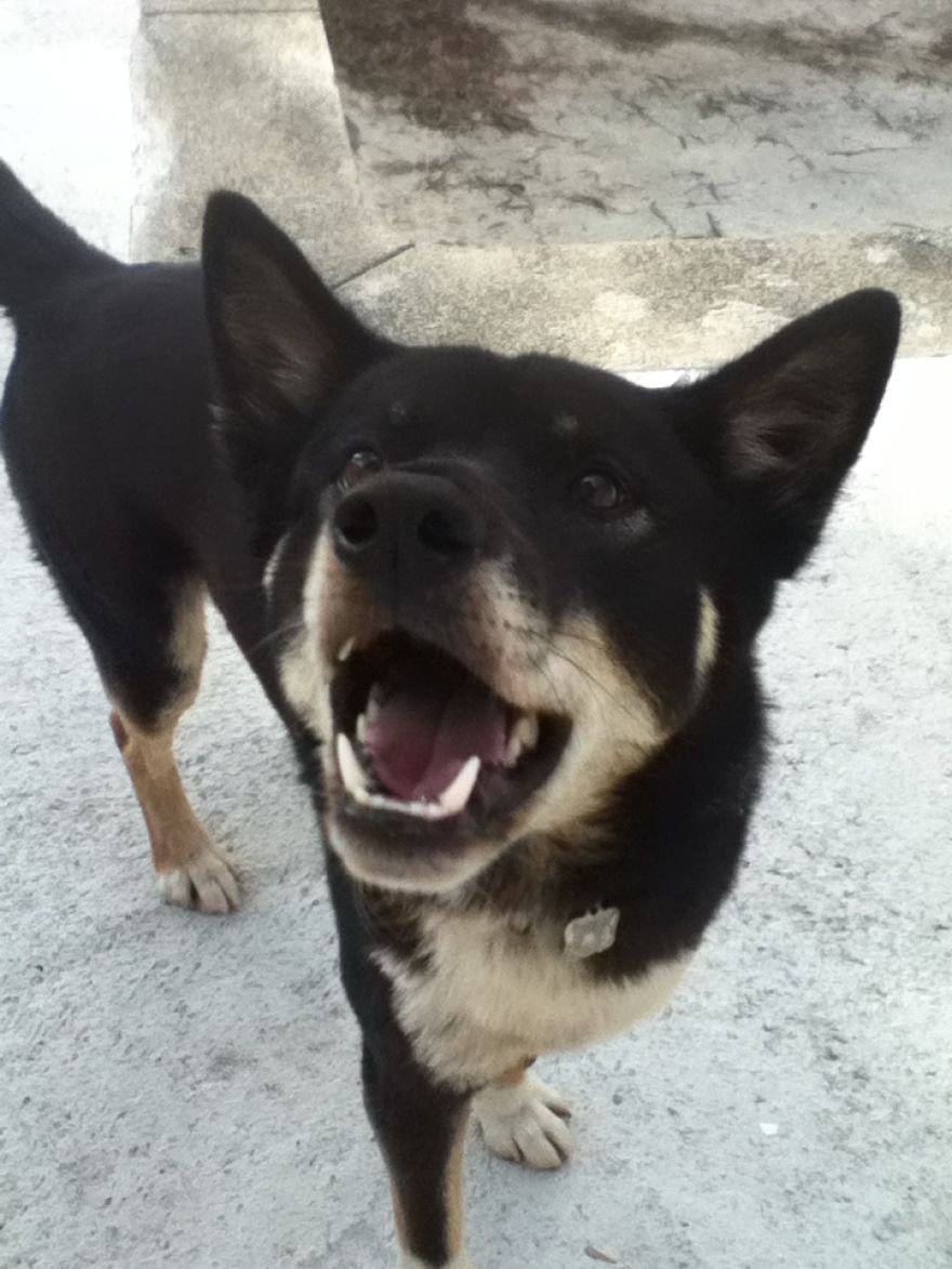 What It's Like Living With A Dingo