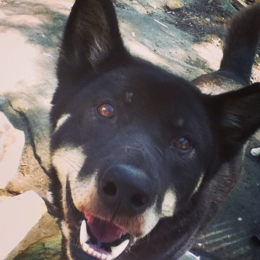 What It's Like Living With A Dingo