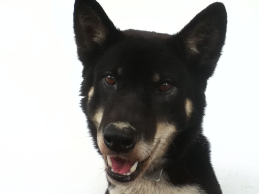 What It's Like Living With A Dingo