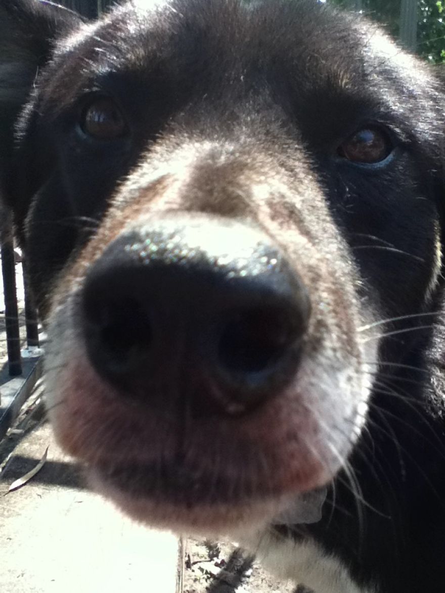 What It's Like Living With A Dingo