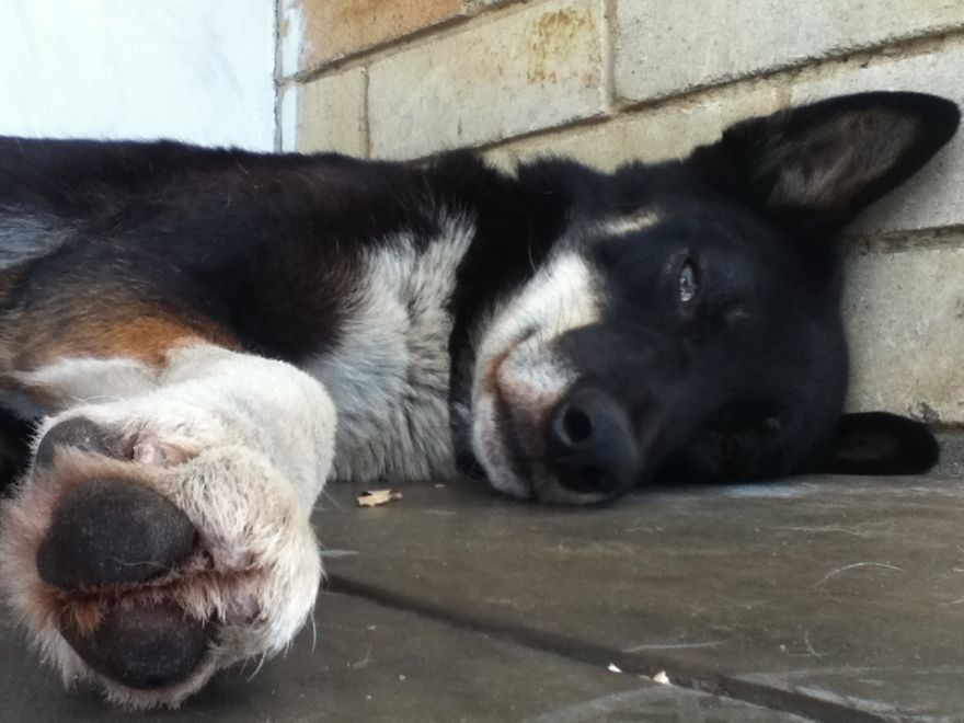 What It's Like Living With A Dingo