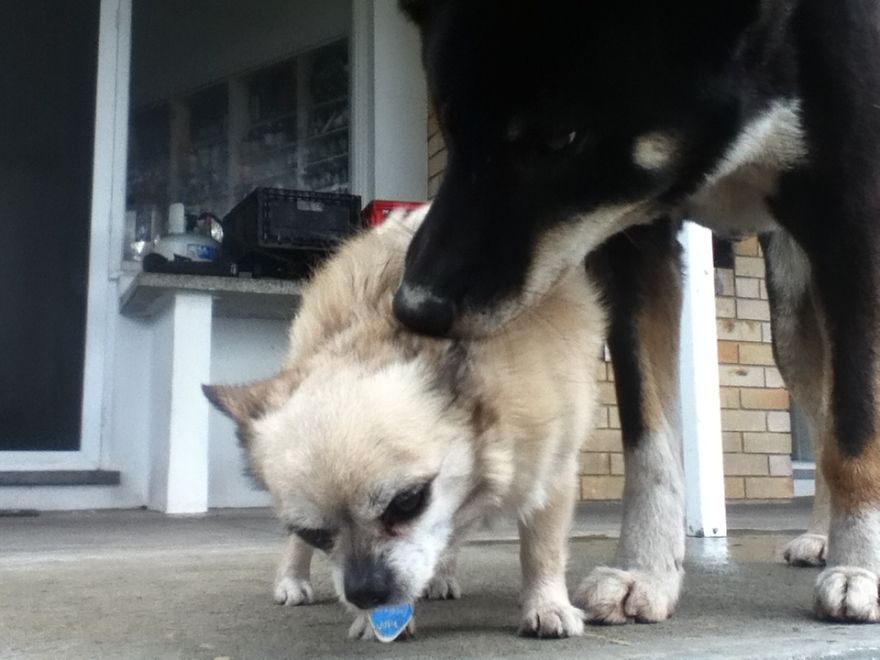 What It's Like Living With A Dingo