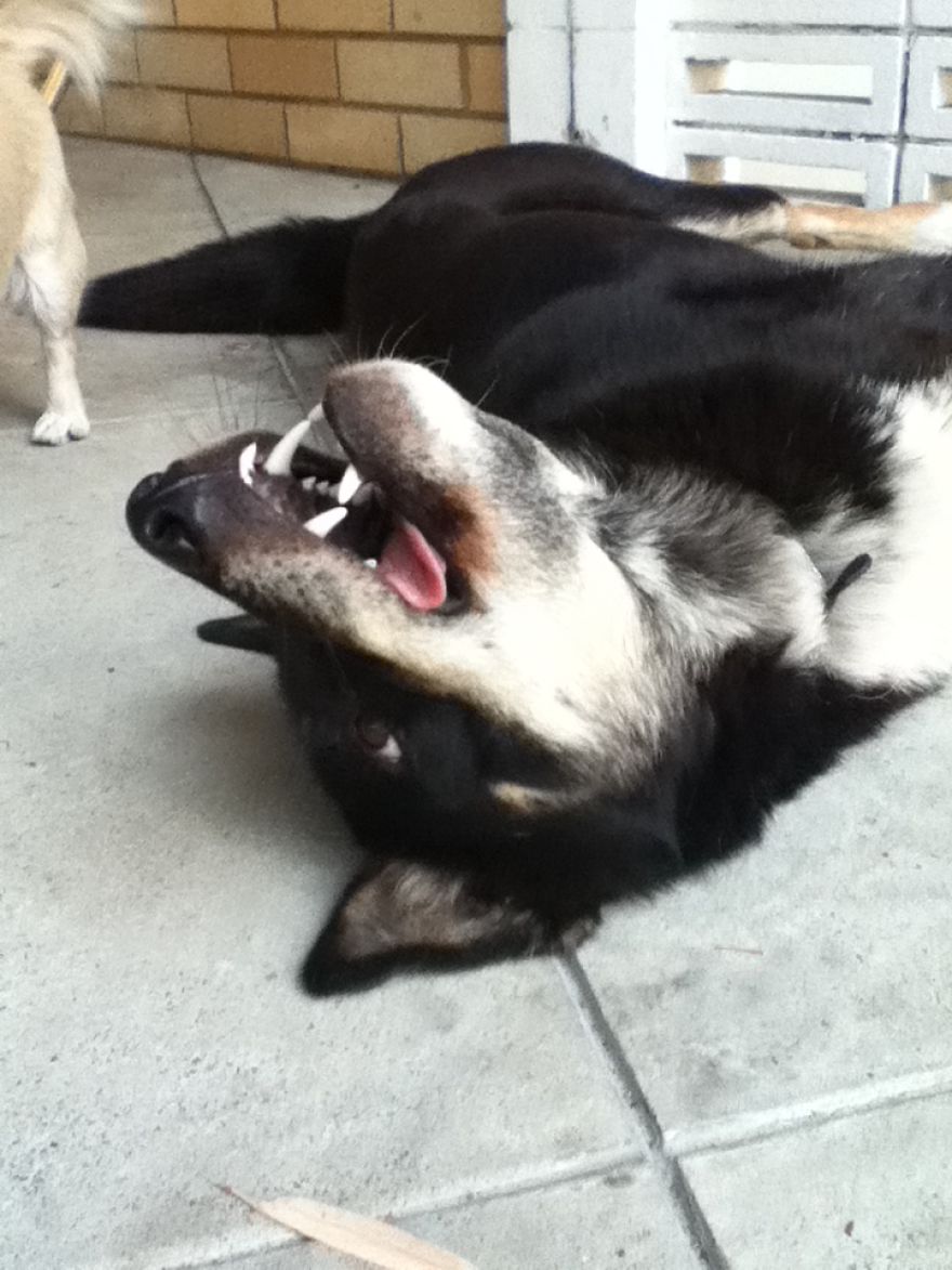 What It's Like Living With A Dingo