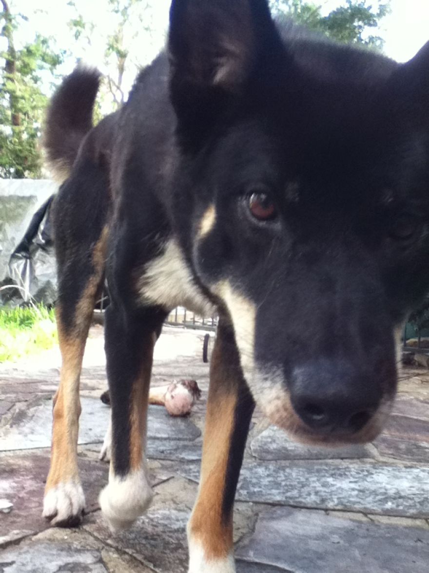 What It's Like Living With A Dingo