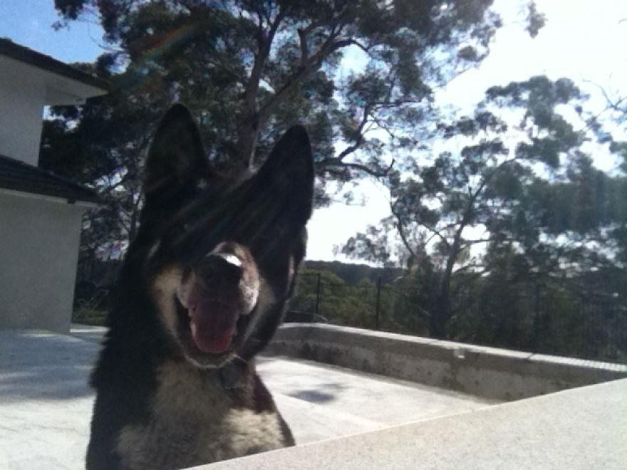 What It's Like Living With A Dingo