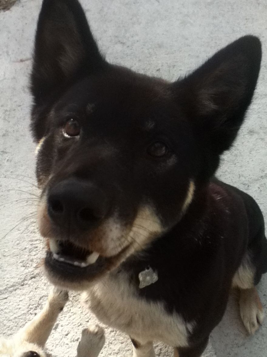 What It's Like Living With A Dingo