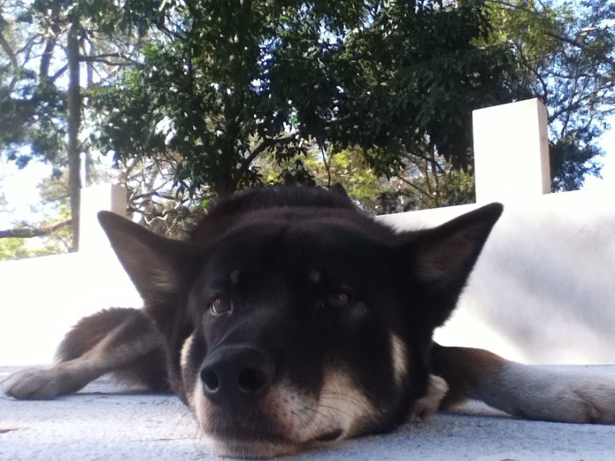 What It's Like Living With A Dingo