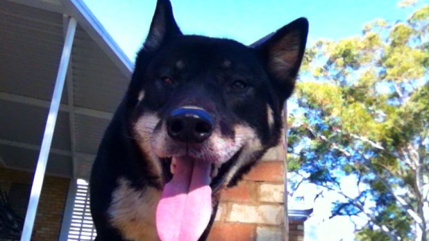 What It's Like Living With A Dingo