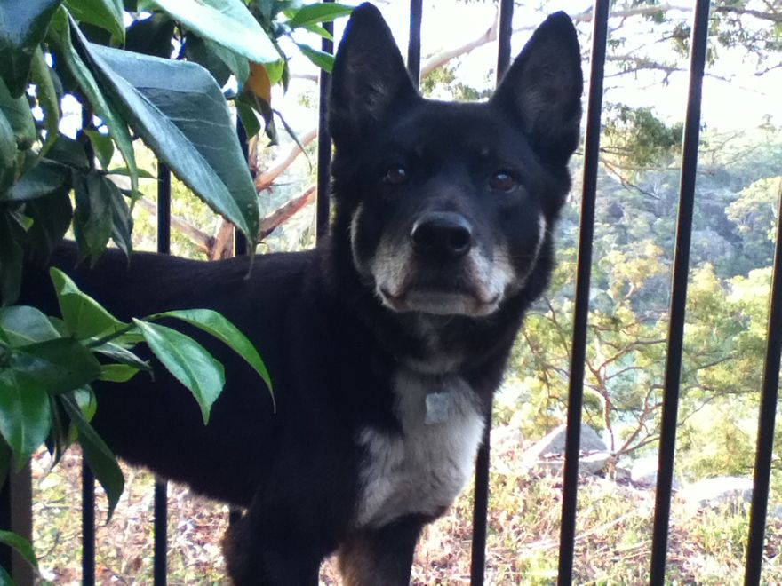 What It's Like Living With A Dingo