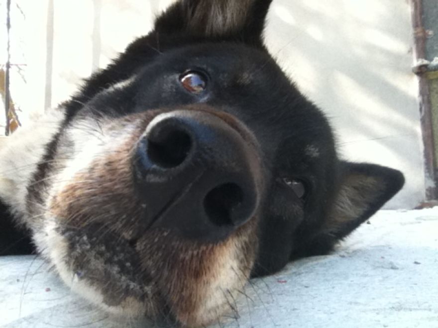 What It's Like Living With A Dingo