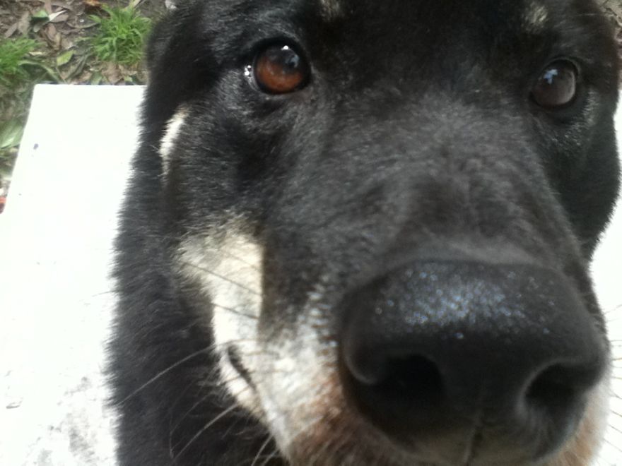 What It's Like Living With A Dingo