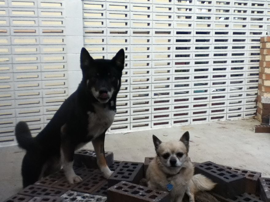 What It's Like Living With A Dingo