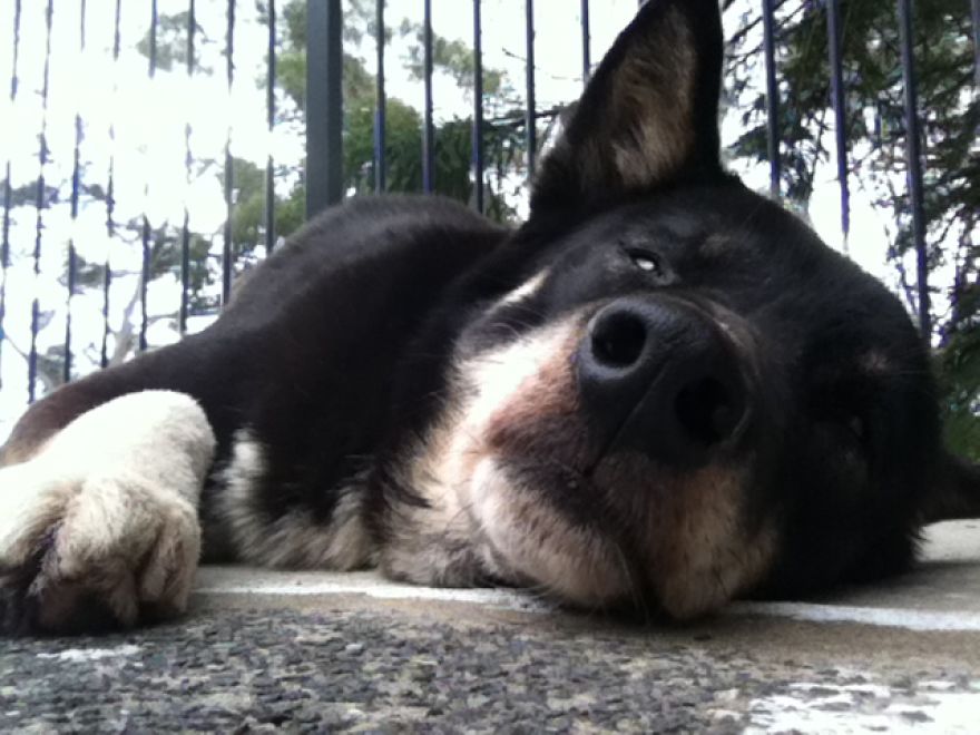 What It's Like Living With A Dingo