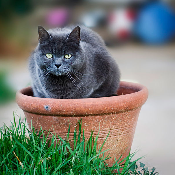 Boris' New Favorite Spot. I Mean Pot
