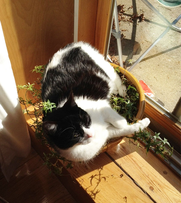 Now I Know Why My Plant Is Dying