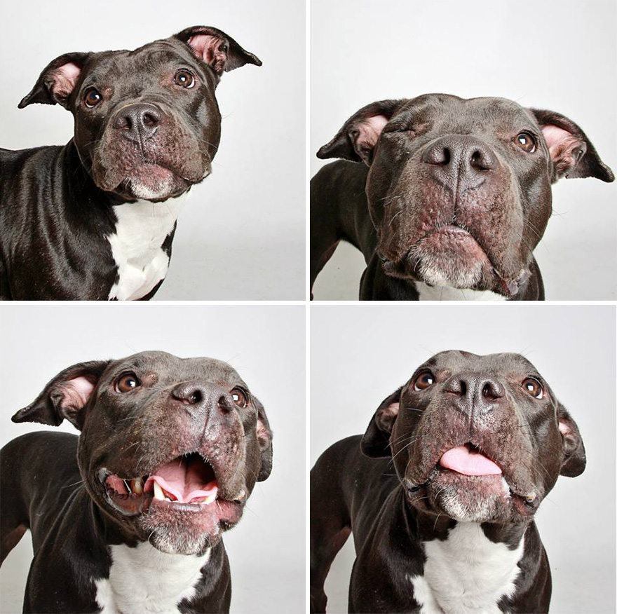 adopted-dog-teton-pitbull-humane-society-utah-13 adopted-dog-teton-pitbull-humane-society-utah-13