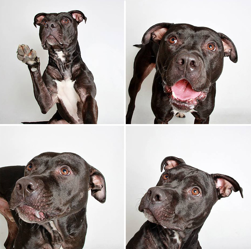 adopted-dog-teton-pitbull-humane-society-utah-9