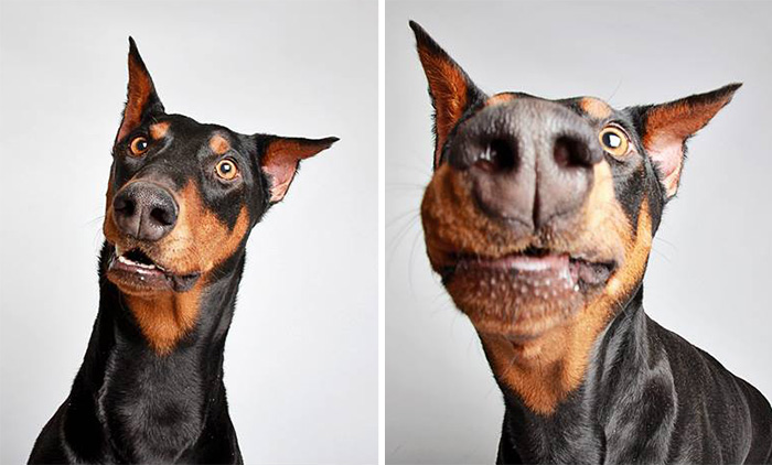 Cute Shelter Dog Photobooth Pics Help Them Find Forever Homes