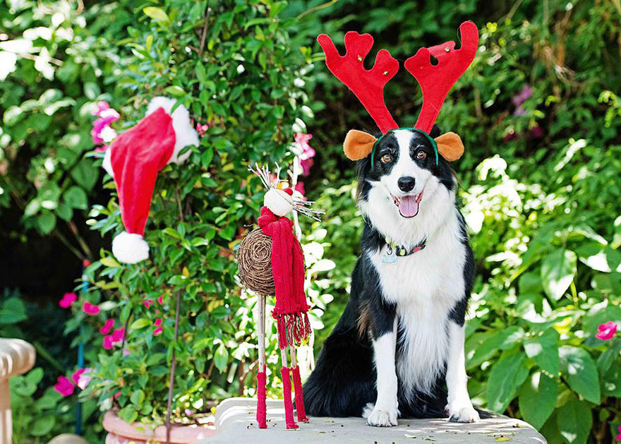 adopted-dogs-campaign-cute-photographs-2