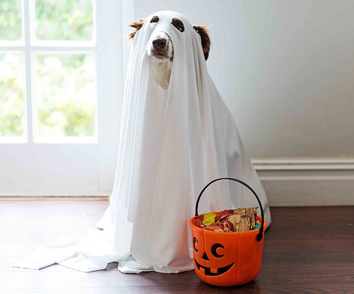 We Photographed Rescued Dogs To Celebrate Their Adoption