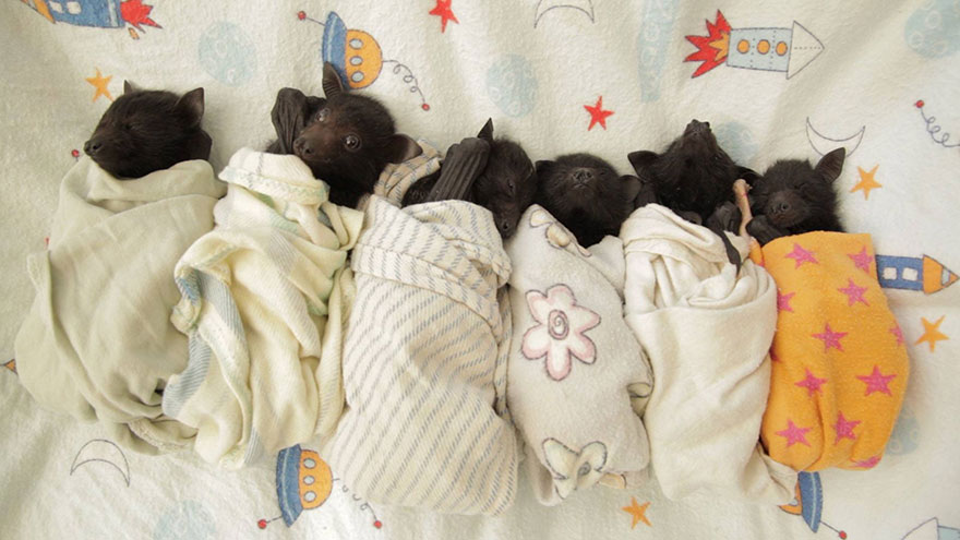 adorable-orphaned-baby-bats-australian-bat-clinic-14 adorable-orphaned-baby-bats-australian-bat-clinic-14