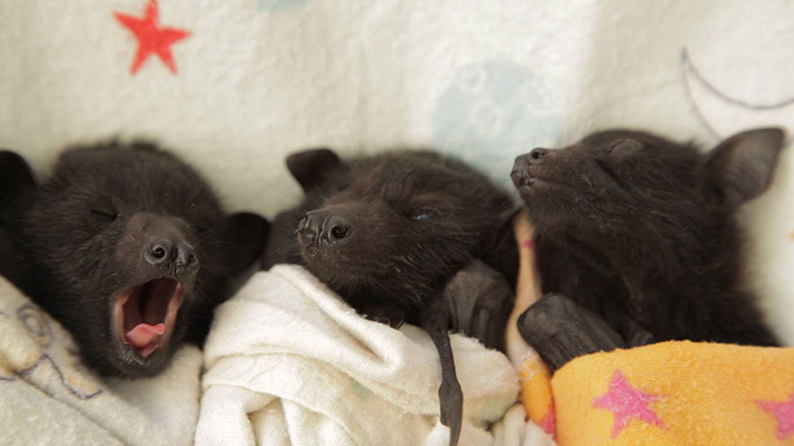 adorable-orphaned-baby-bats-australian-bat-clinic-15 adorable-orphaned-baby-bats-australian-bat-clinic-15