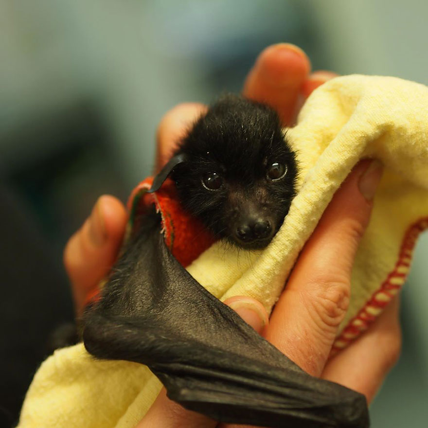 adorable-orphaned-baby-bats-australian-bat-clinic-16.jpg