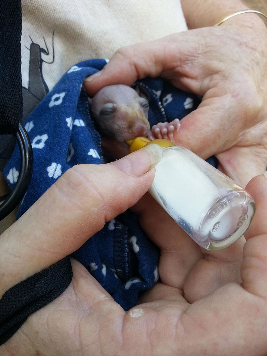 adorable-orphaned-baby-bats-australian-bat-clinic-17 adorable-orphaned-baby-bats-australian-bat-clinic-17