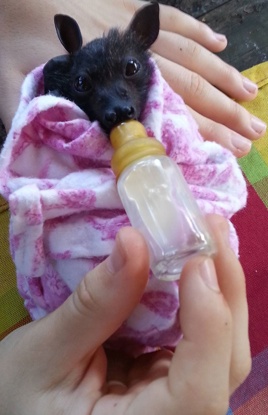 adorable-orphaned-baby-bats-australian-bat-clinic-19 adorable-orphaned-baby-bats-australian-bat-clinic-19