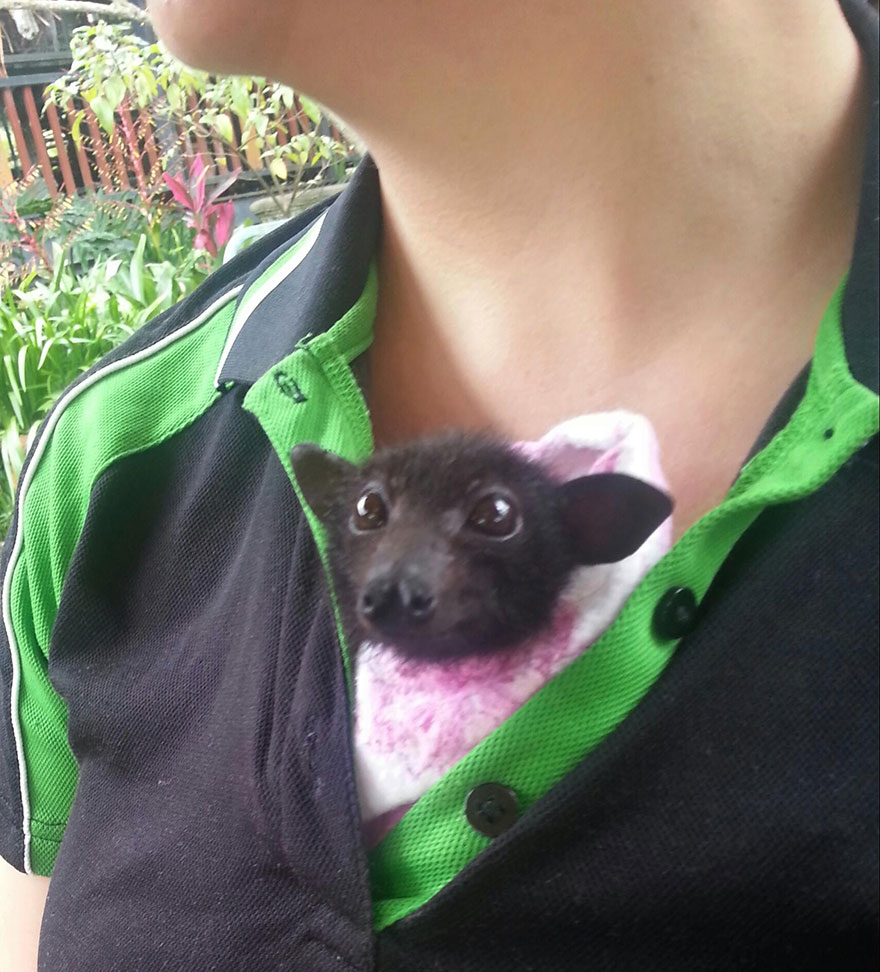adorable-orphaned-baby-bats-australian-bat-clinic-2 adorable-orphaned-baby-bats-australian-bat-clinic-2