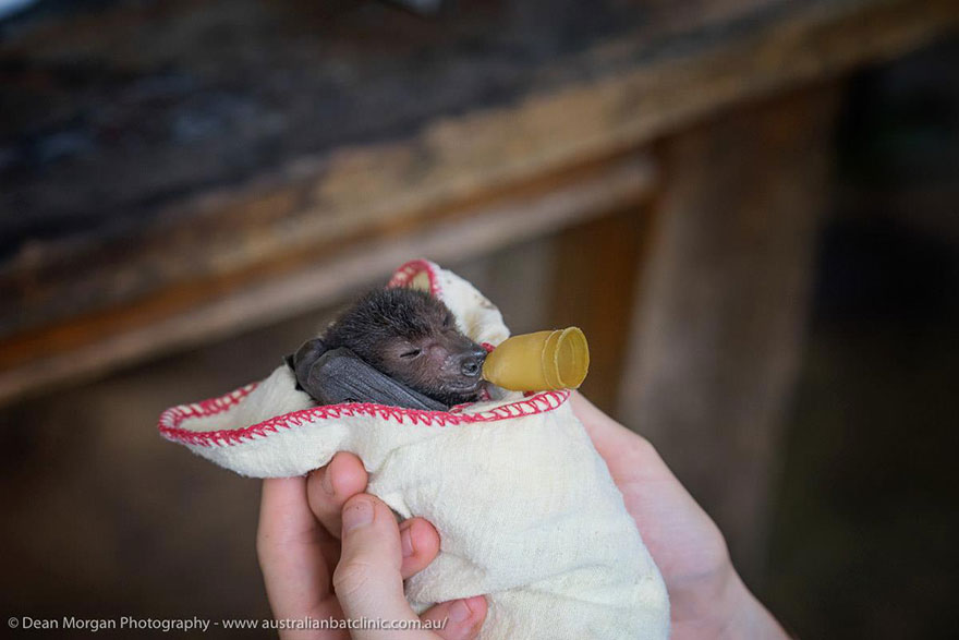 adorable-orphaned-baby-bats-australian-bat-clinic-9 adorable-orphaned-baby-bats-australian-bat-clinic-9