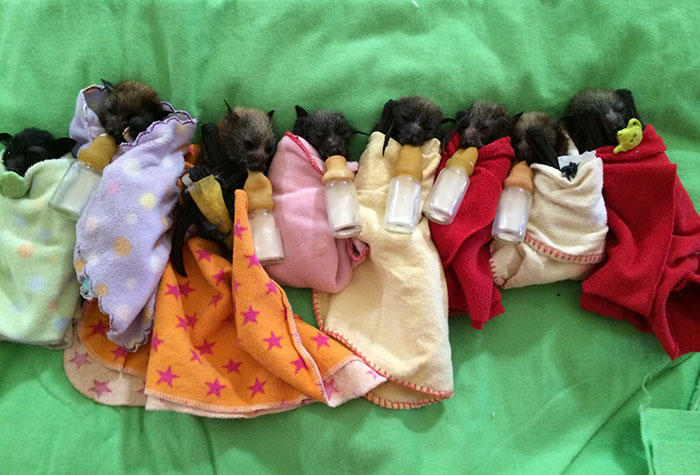 Orphaned Baby Bats At This Australian Bat Hospital Are Too Adorable