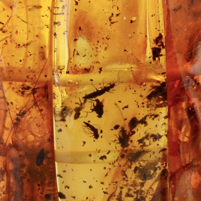 Close-up view of insects trapped in amber, showcasing beautiful minerals and stones.