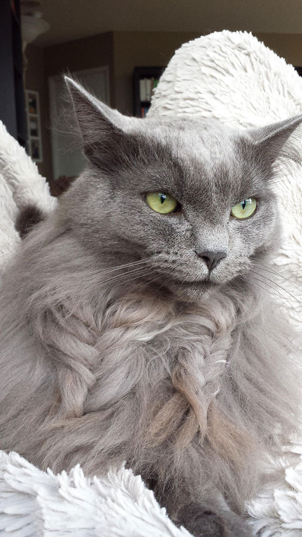 Creative Cat Fur Plait