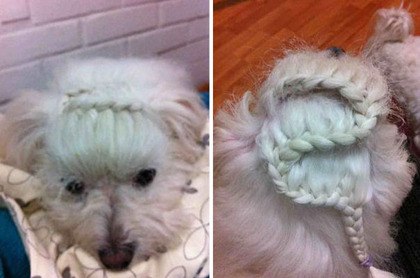 Braided Maltese Dog