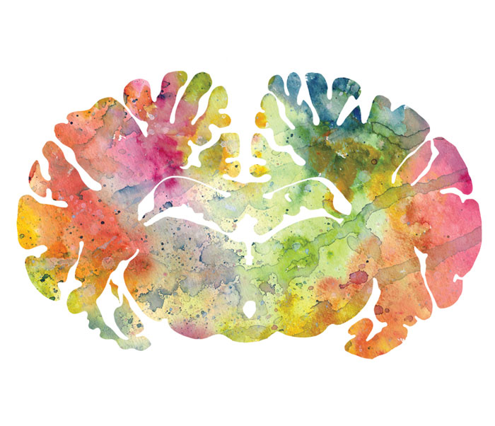 I Watercolor Animal Brain Scans