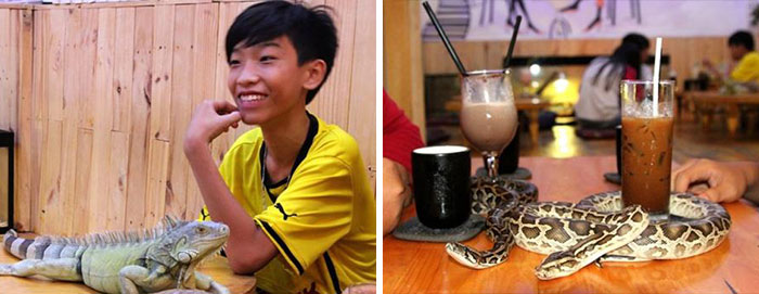 Reptiles' Cafe For The Brave Ones