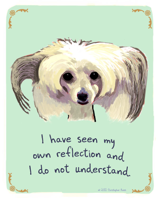 Tiny Animal Confessions