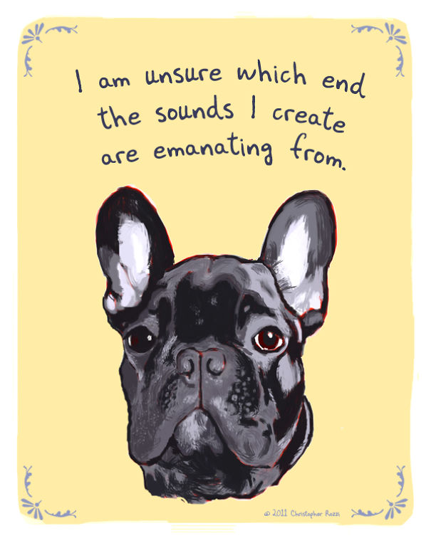 Tiny Animal Confessions