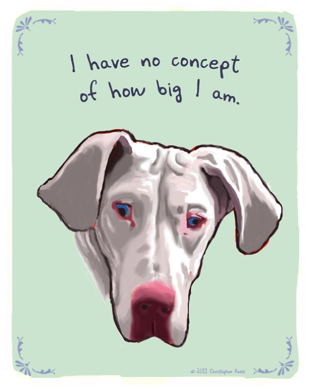 Tiny Animal Confessions