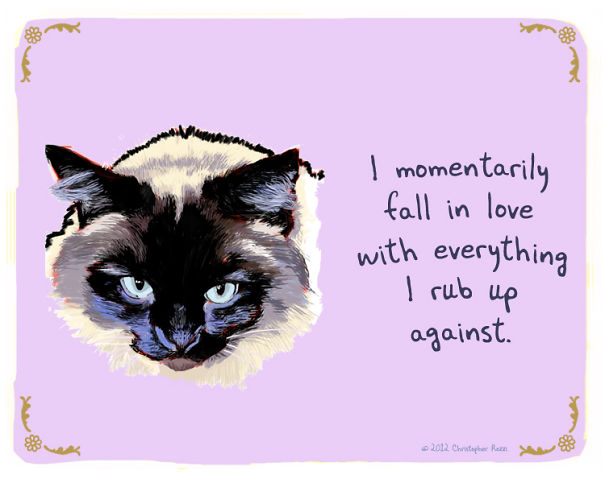 Tiny Animal Confessions