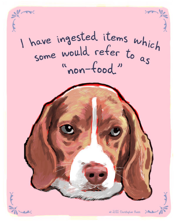 Tiny Animal Confessions