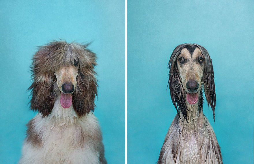 animal-portraits-dry-wet-dog-serenah-hodson-2 animal-portraits-dry-wet-dog-serenah-hodson-2