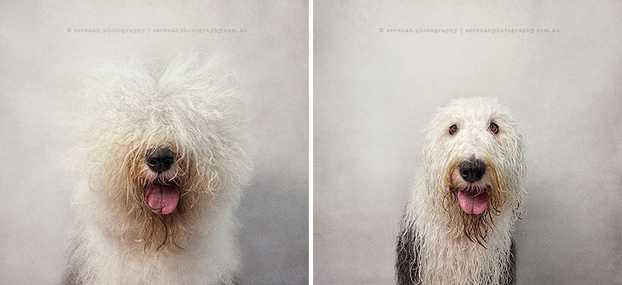 animal-portraits-dry-wet-dog-serenah-hodson-4 animal-portraits-dry-wet-dog-serenah-hodson-4